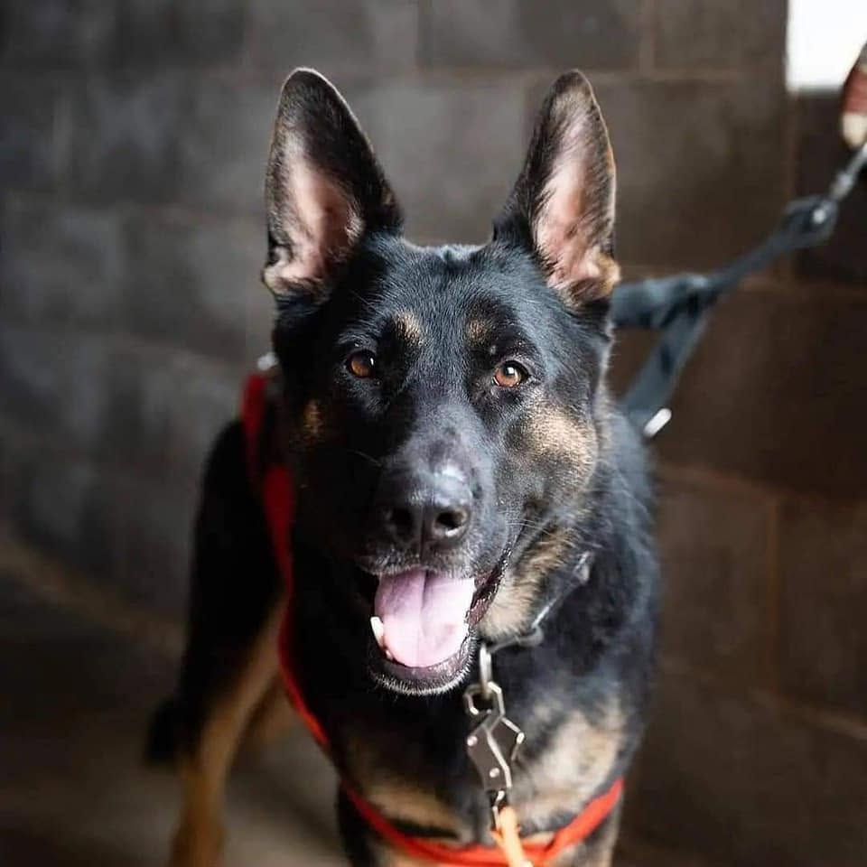 Mayhem, a NESAR search and rescue K9
